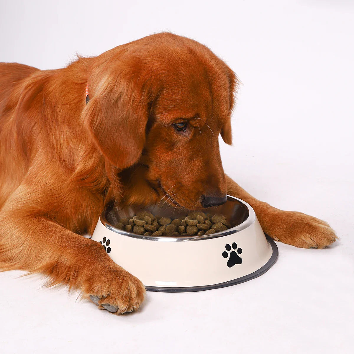 Stainless Steel Pet Bowl – Durable